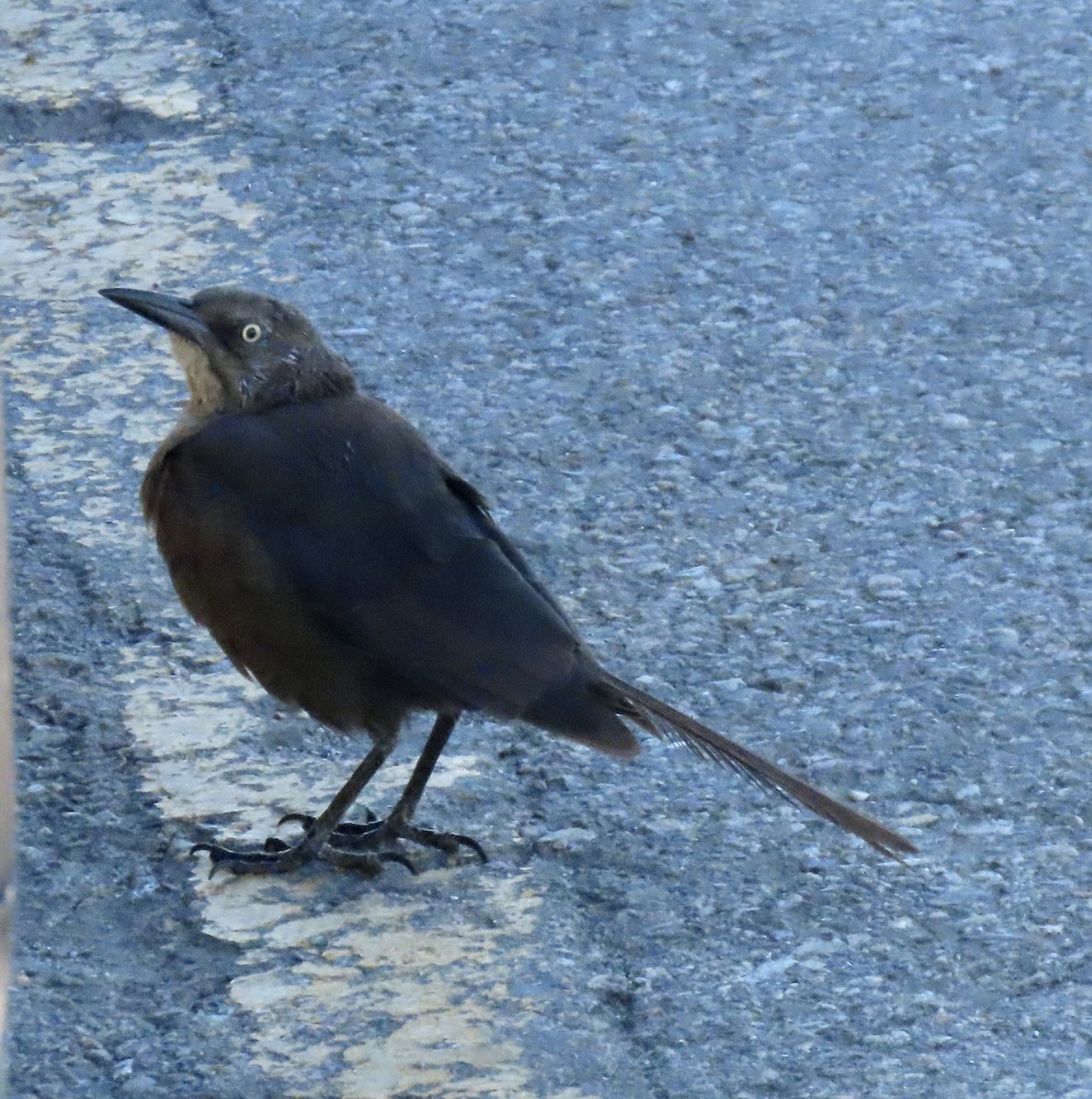 Great-tailed Grackle - ML623985344