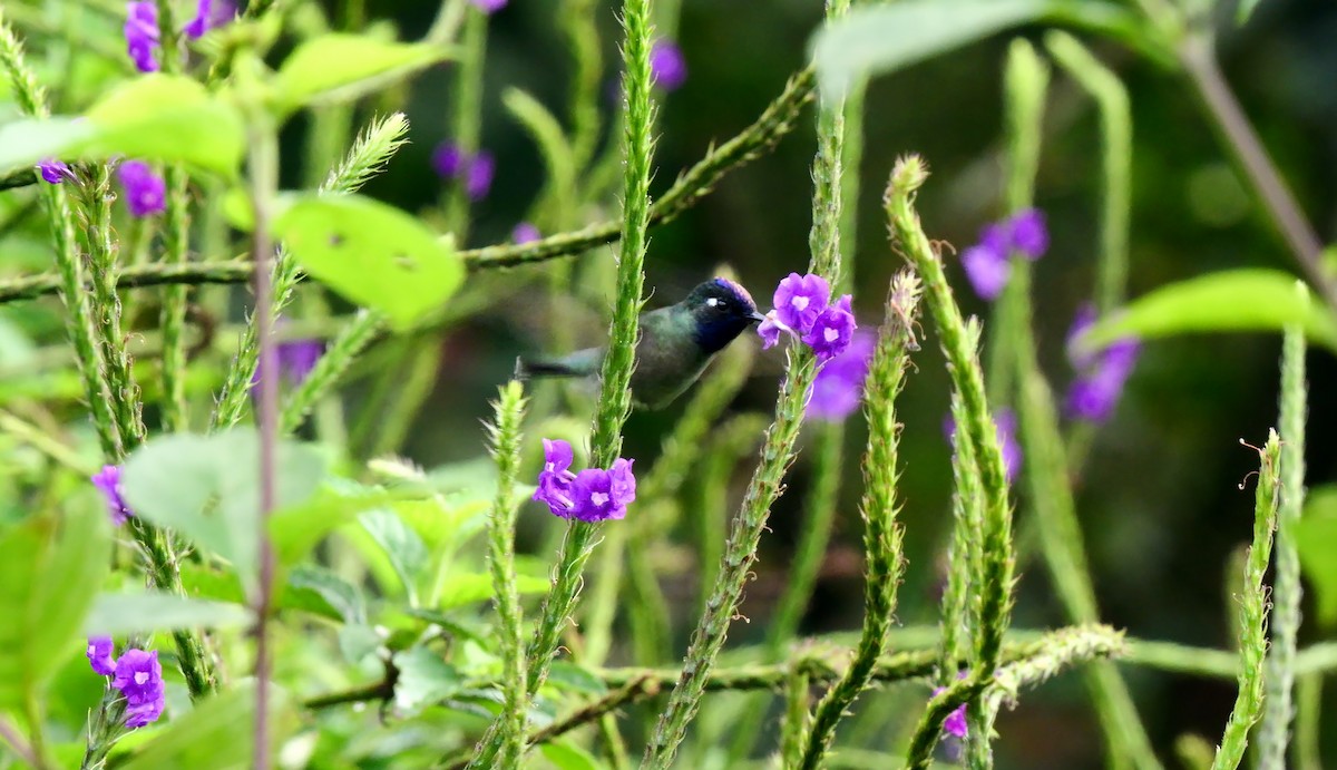 Violet-headed Hummingbird - Josep del Hoyo