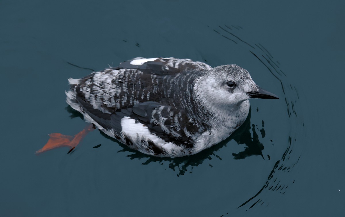 Black Guillemot - ML623985436