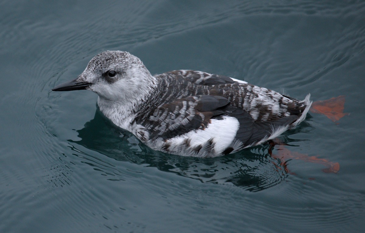 Black Guillemot - ML623985437