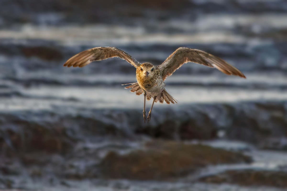 Pacific Golden-Plover - Ido Ben-Itzhak