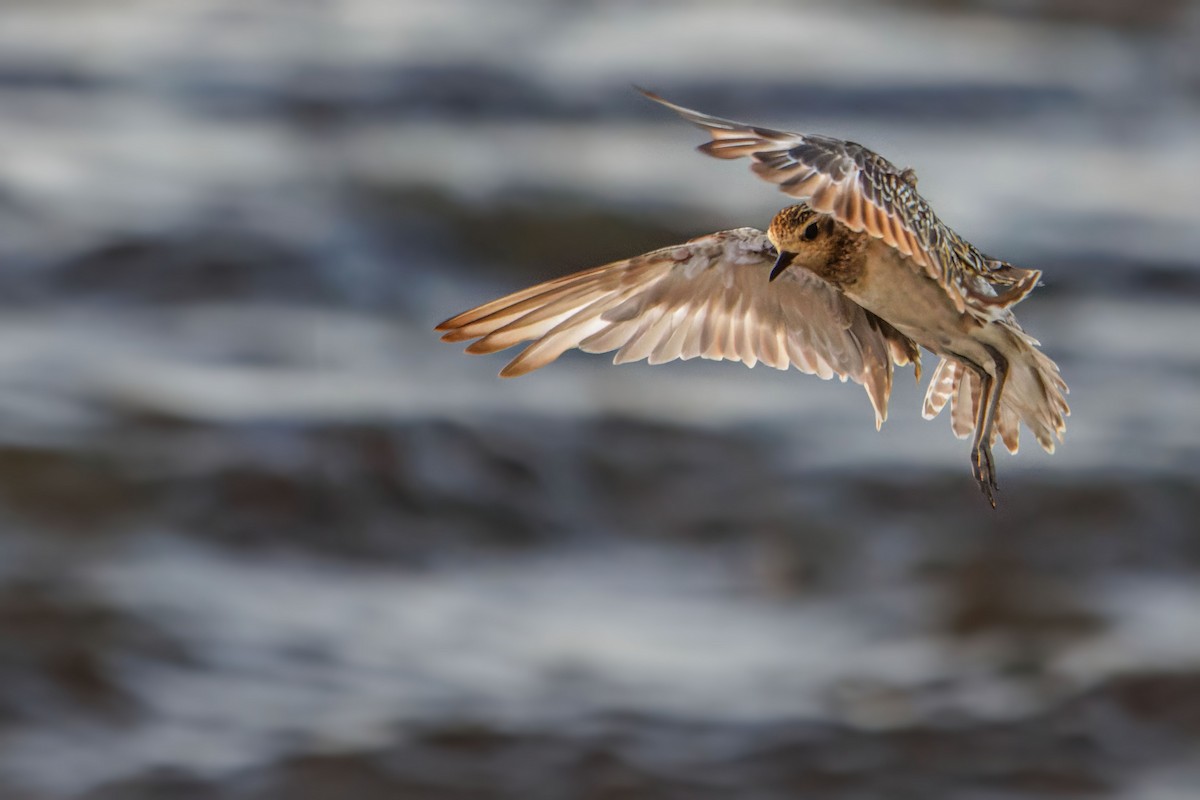 Pacific Golden-Plover - ML623985443