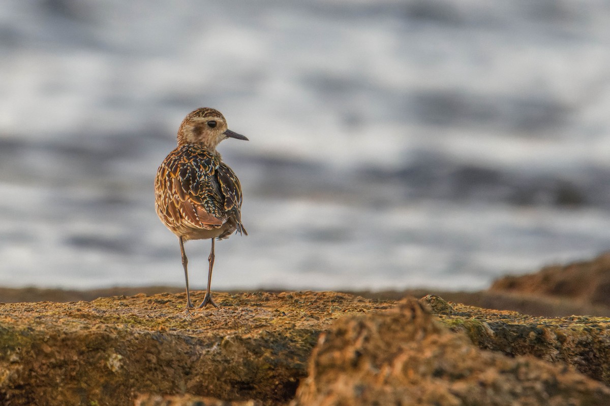 Pacific Golden-Plover - ML623985444