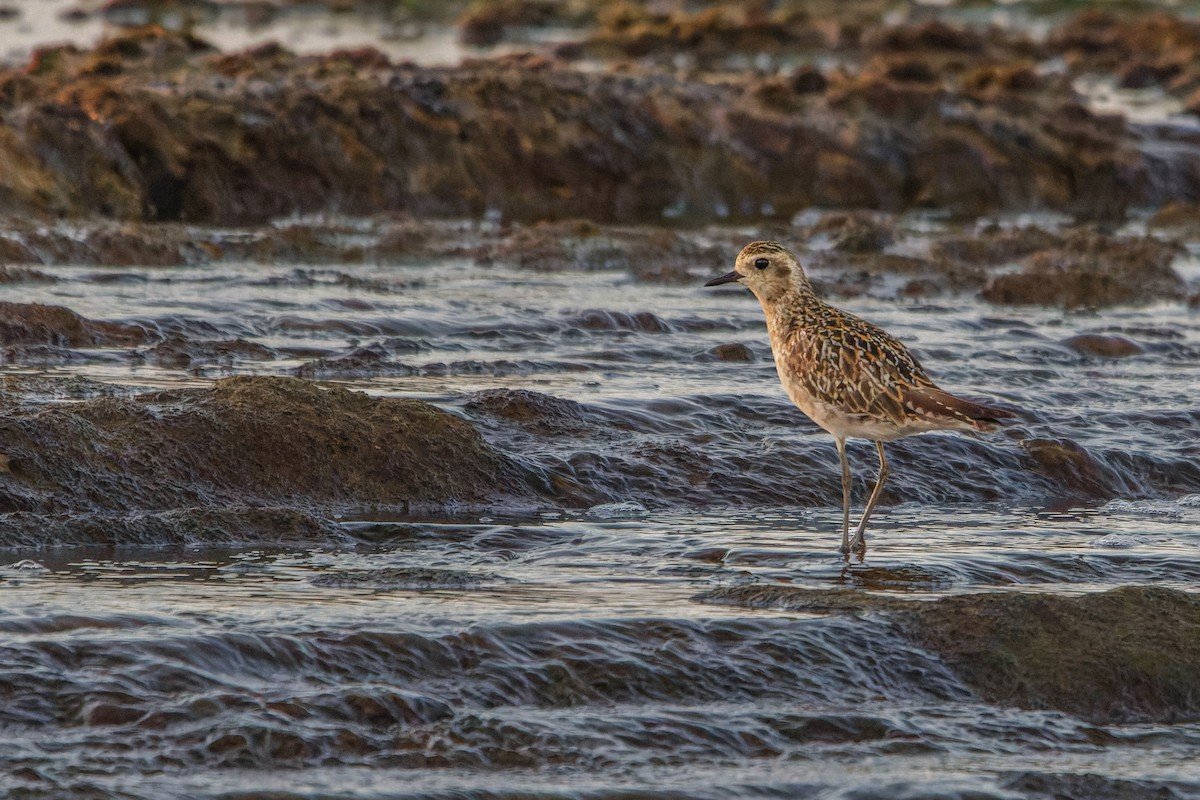 Pacific Golden-Plover - ML623985445