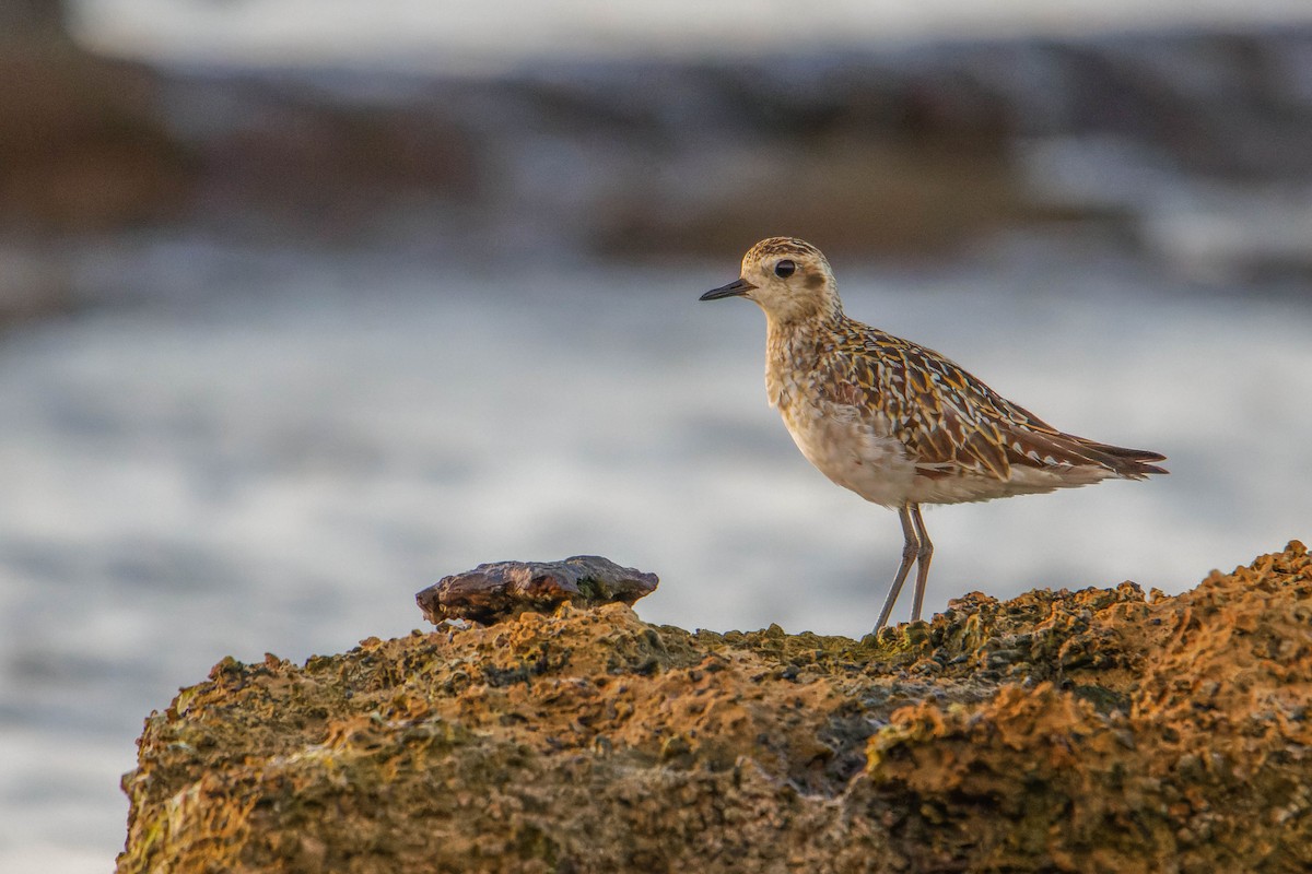 Pacific Golden-Plover - ML623985446