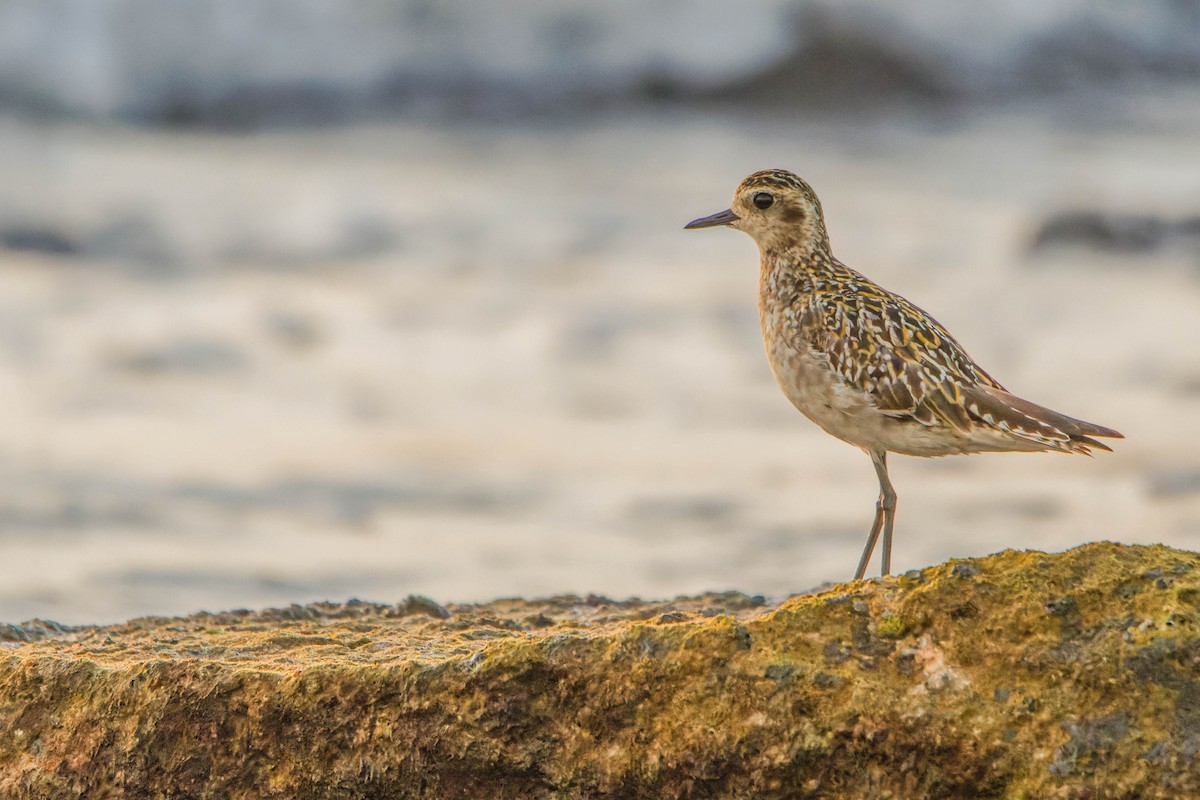 Pacific Golden-Plover - Ido Ben-Itzhak