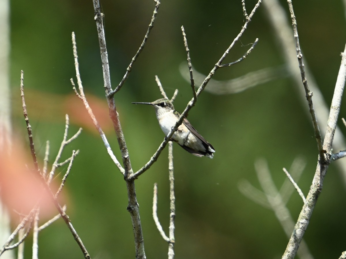 Ruby-throated Hummingbird - ML623985467