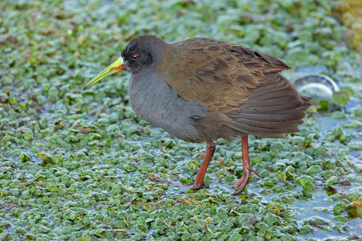 Plumbeous Rail - ML623985477