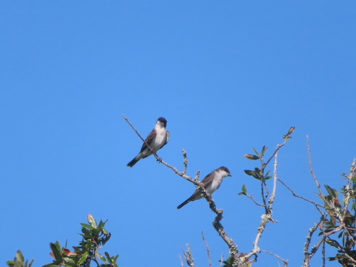 Eastern Kingbird - ML623985480