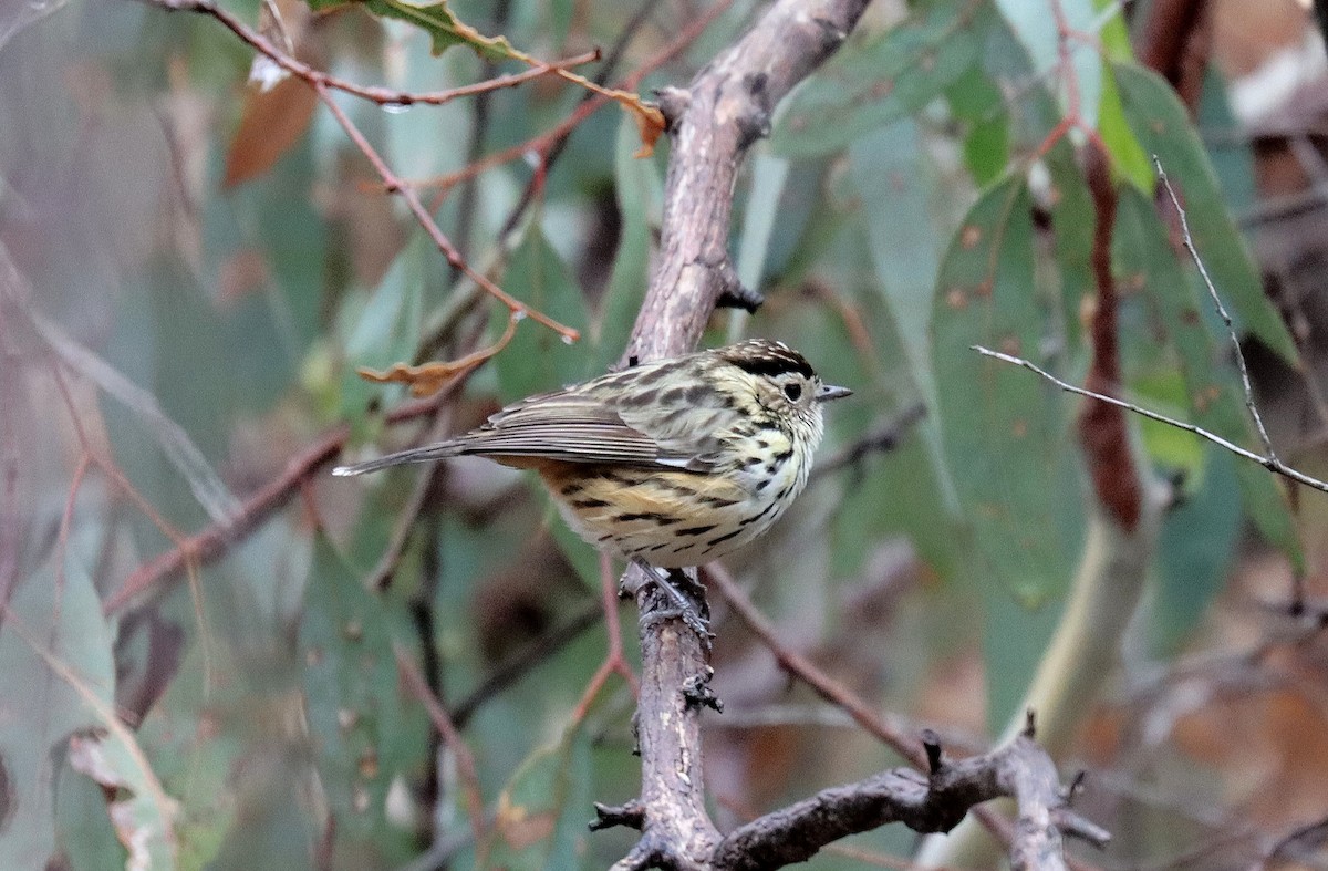 Speckled Warbler - ML623985495