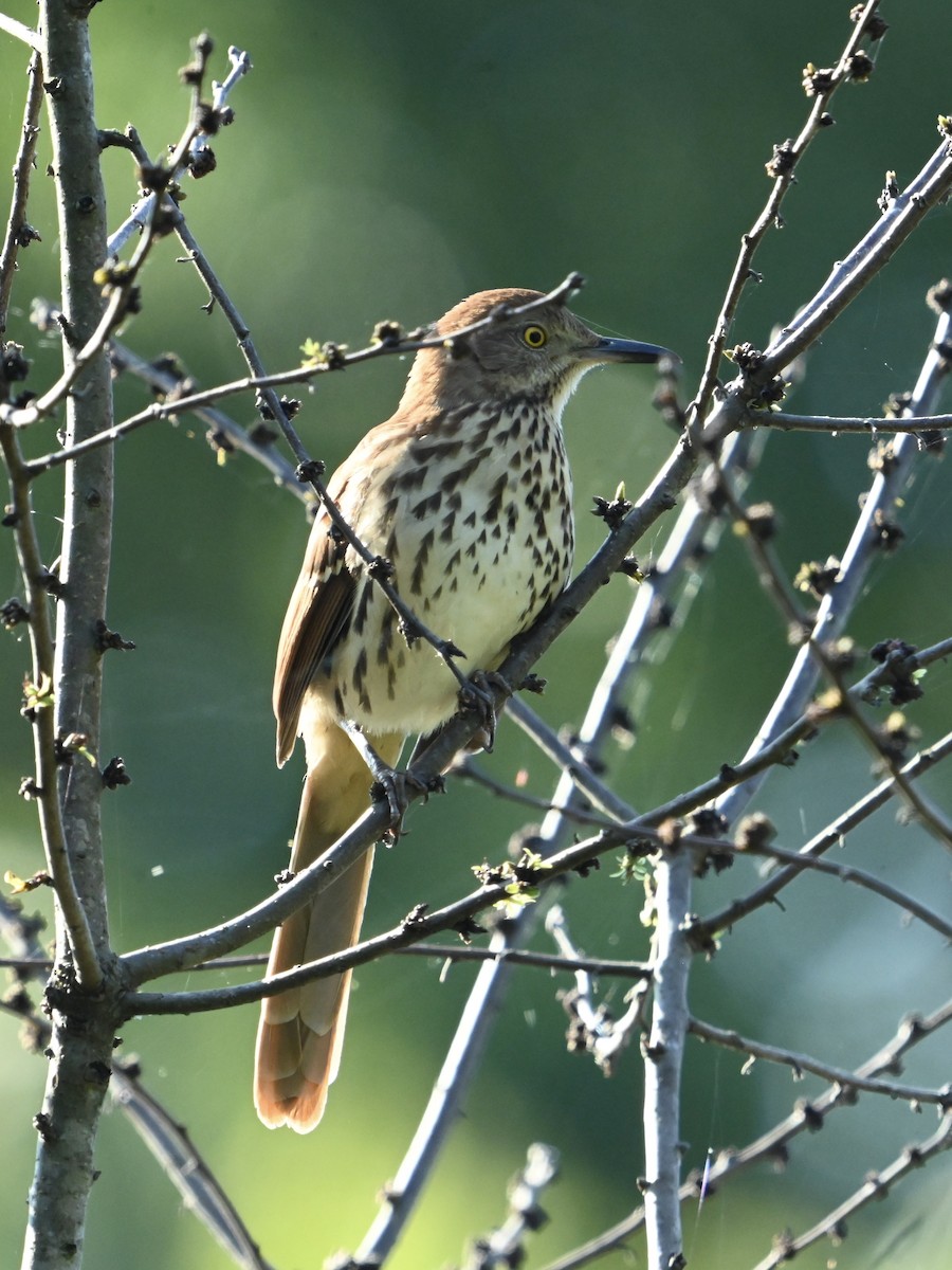 Brown Thrasher - ML623985502