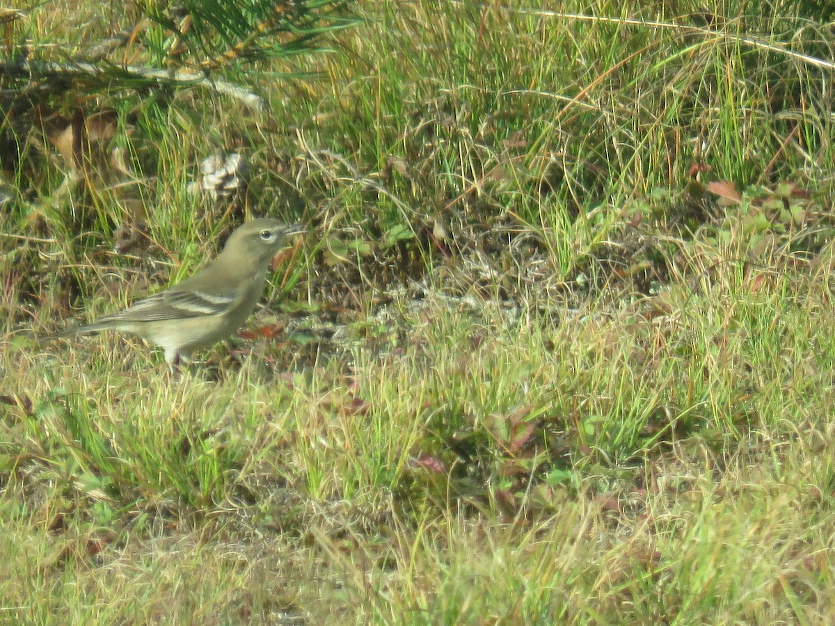 Blue-headed Vireo - ML623985514