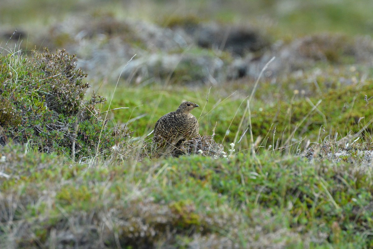 Rock Ptarmigan - ML623985527