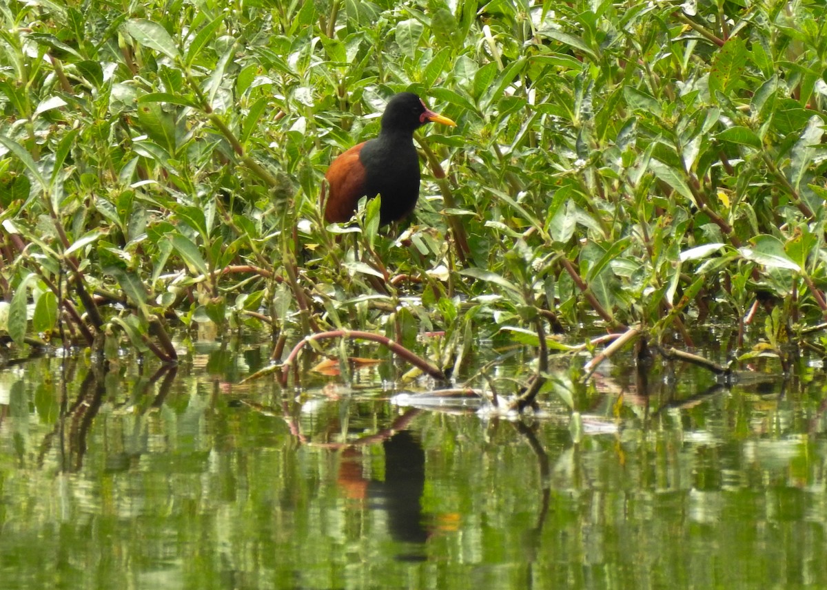 Wattled Jacana - ML623985529