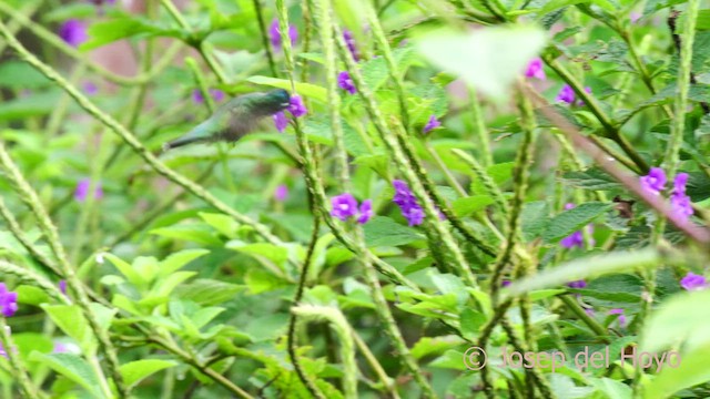 Violet-headed Hummingbird - ML623985530