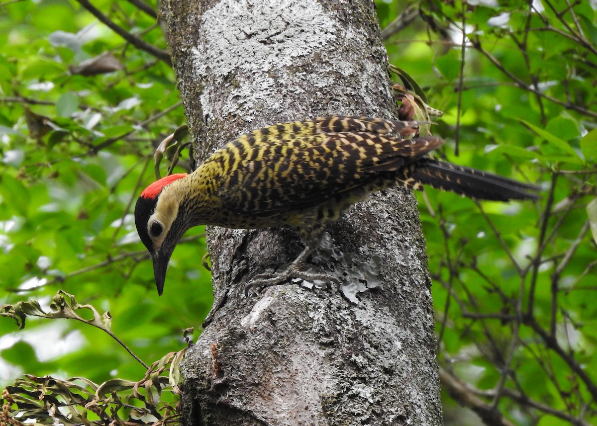 Green-barred Woodpecker - ML623985552