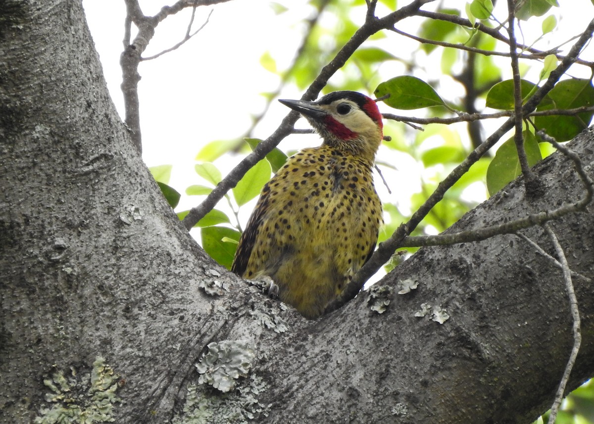 Green-barred Woodpecker - ML623985553