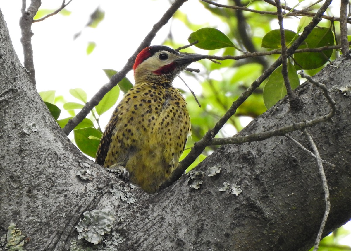 Green-barred Woodpecker - ML623985554