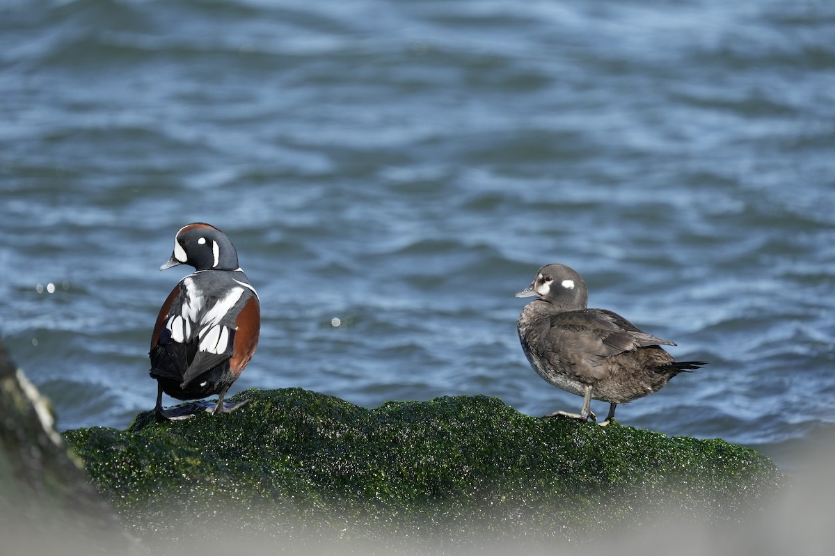 Harlequin Duck - Matt Myers