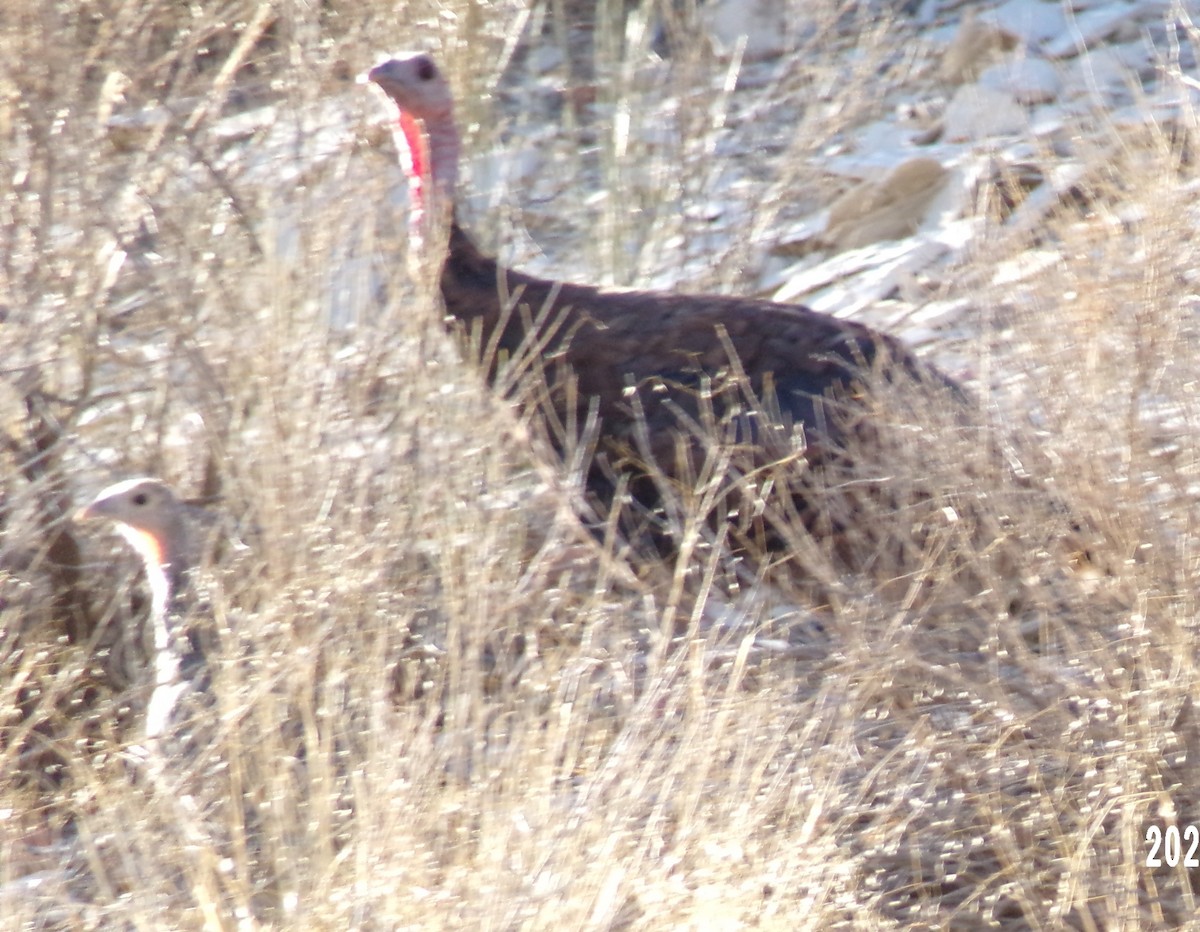 Wild Turkey - ML623985626