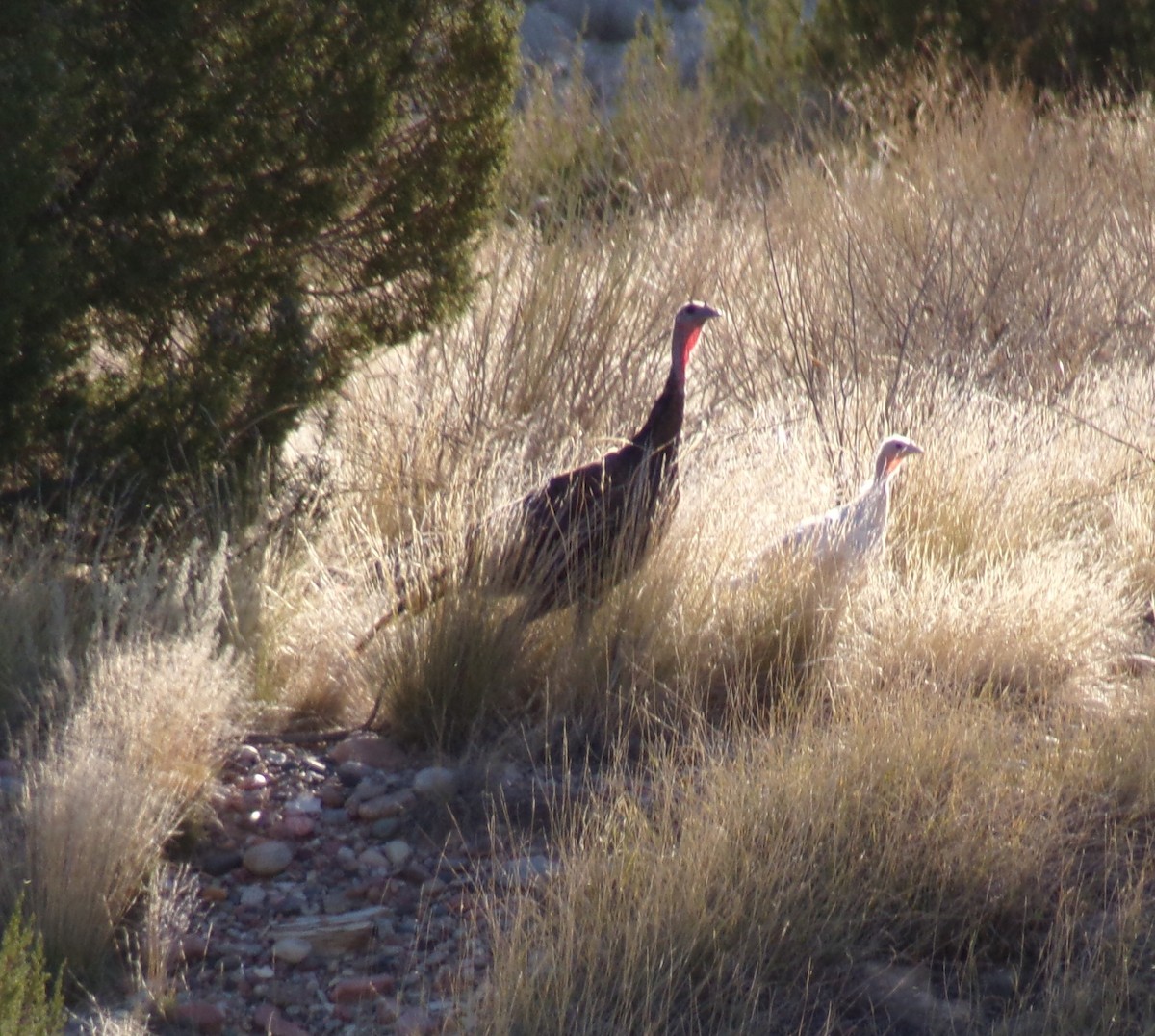 Wild Turkey - ML623985632