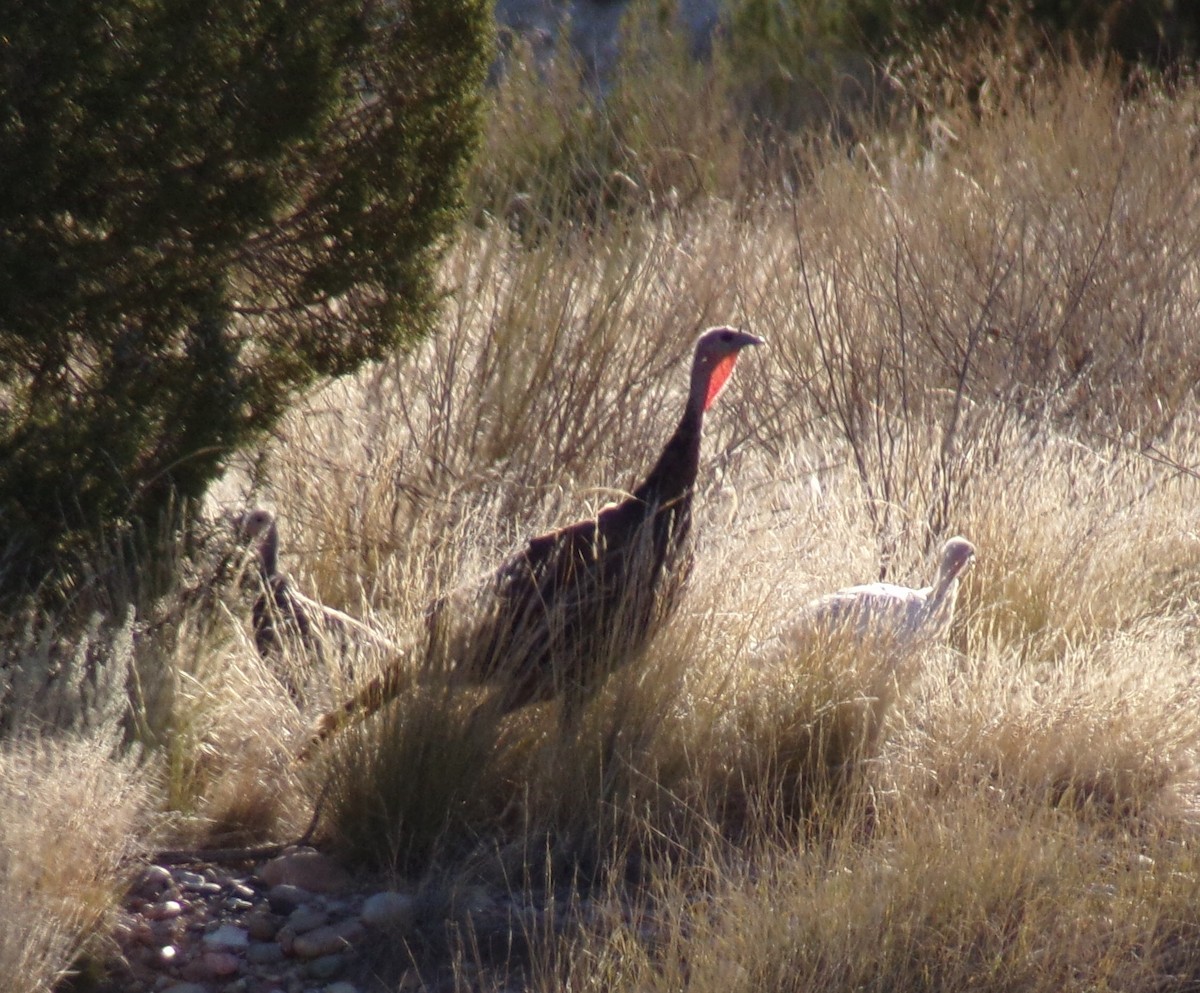 Wild Turkey - ML623985641