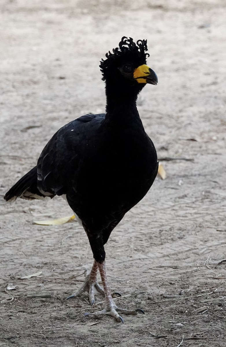 Bare-faced Curassow - ML623985659