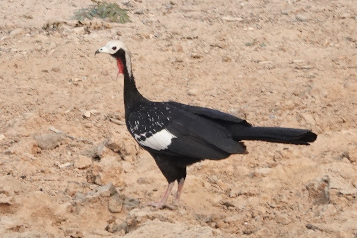 Red-throated Piping-Guan - Rainer Ruess