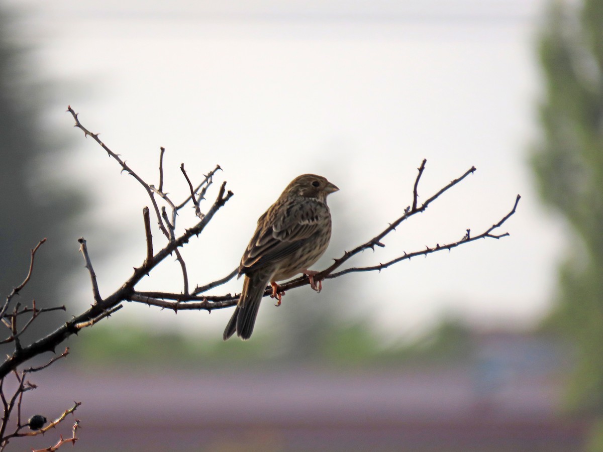 Corn Bunting - ML623985699