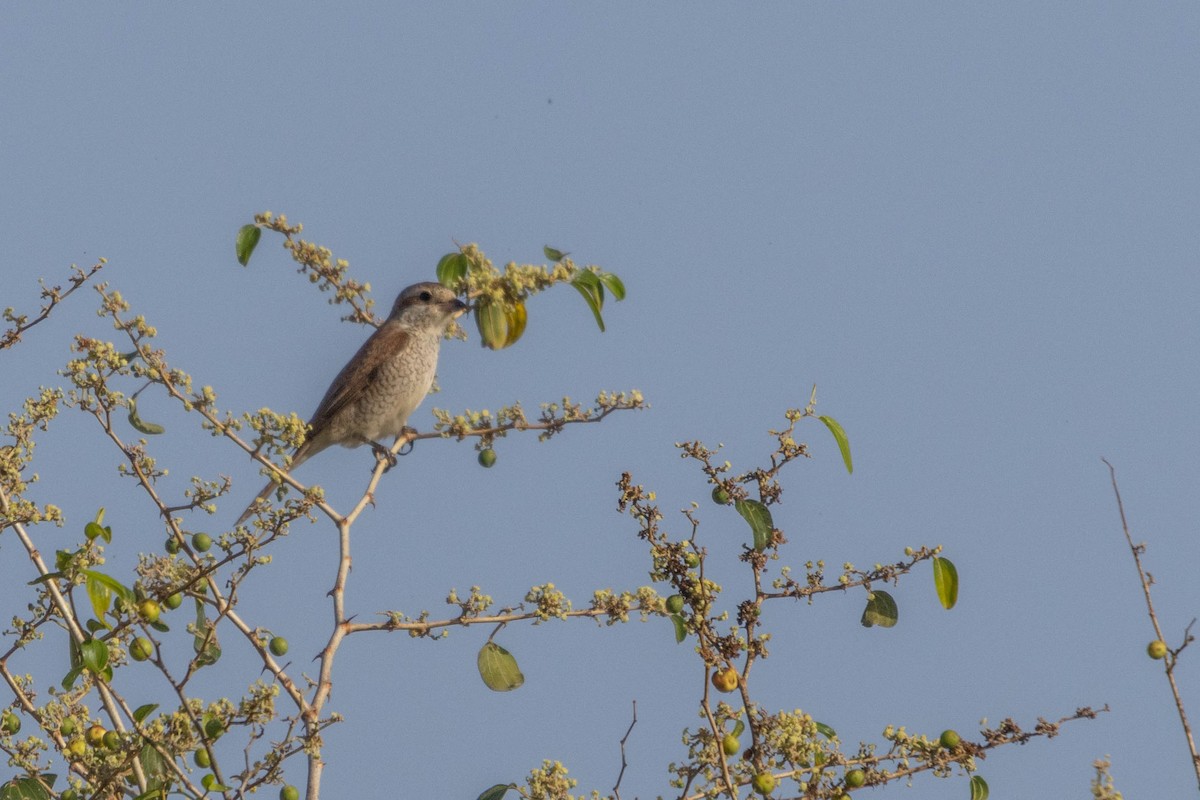 Red-backed Shrike - ML623985703