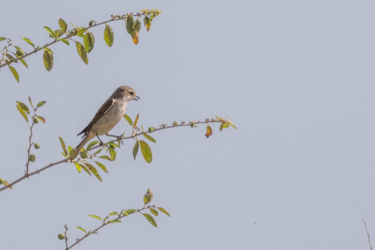 Red-backed Shrike - ML623985704