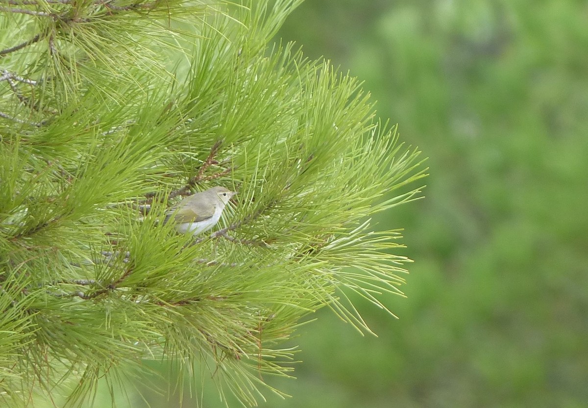 Western Bonelli's Warbler - ML623985781