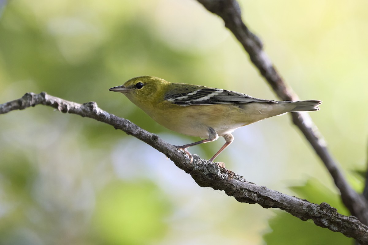 Bay-breasted Warbler - ML623985838