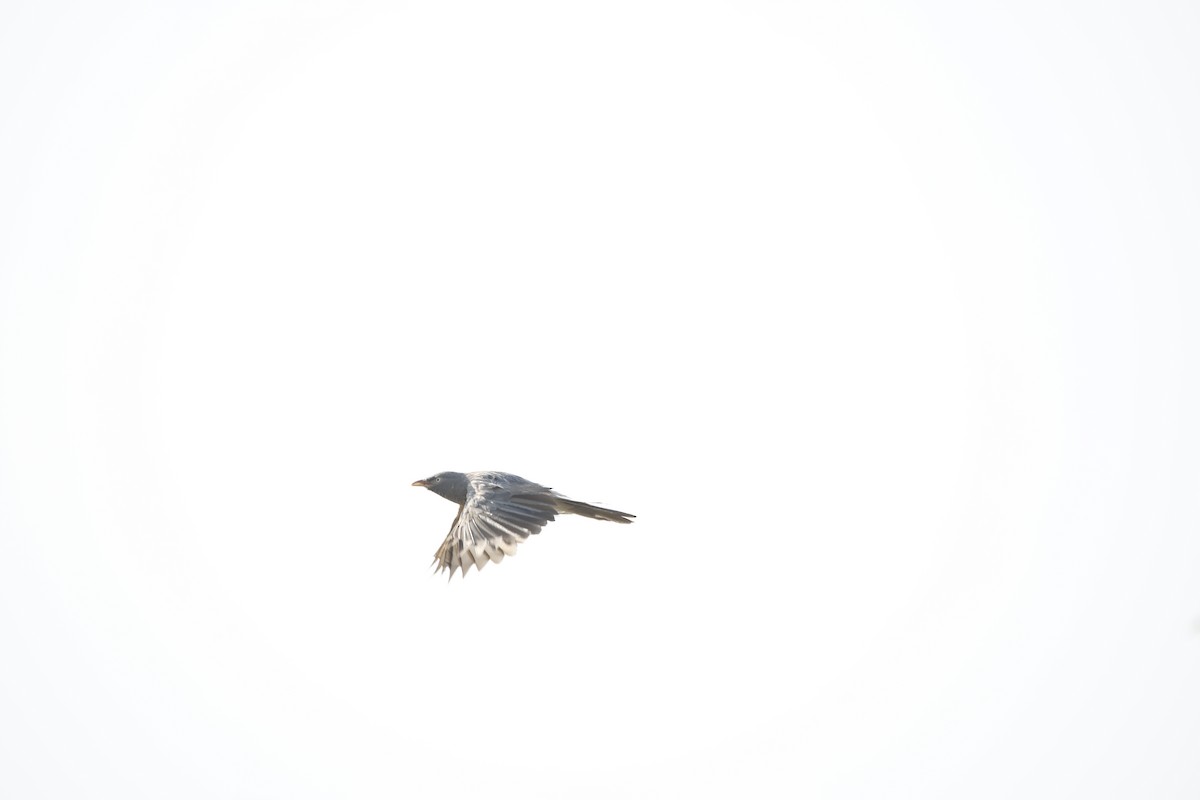 Jungle Babbler - ML623985844