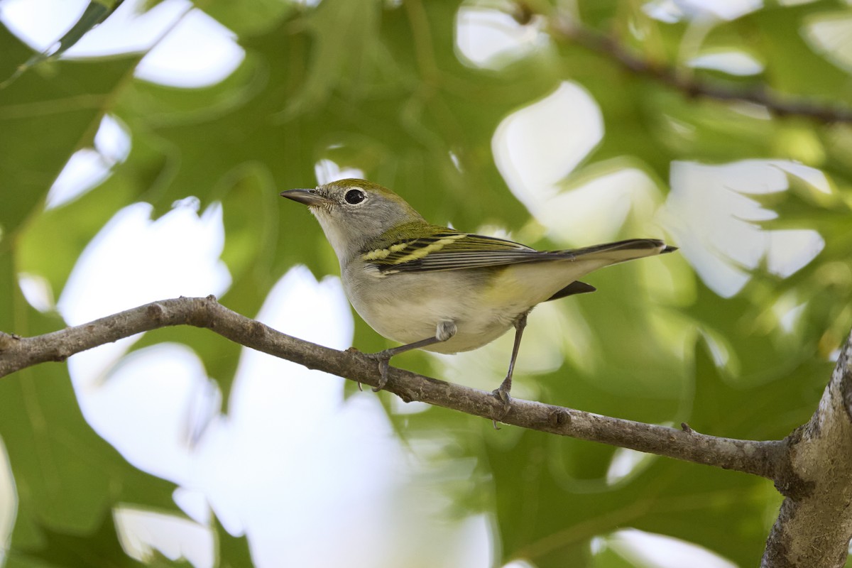 Chestnut-sided Warbler - ML623985845