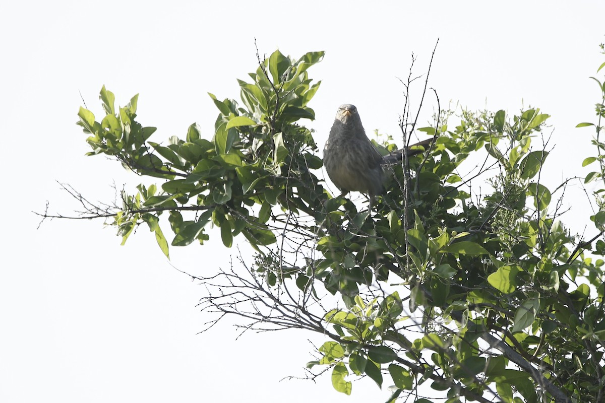 Jungle Babbler - Teja Yantrapalli