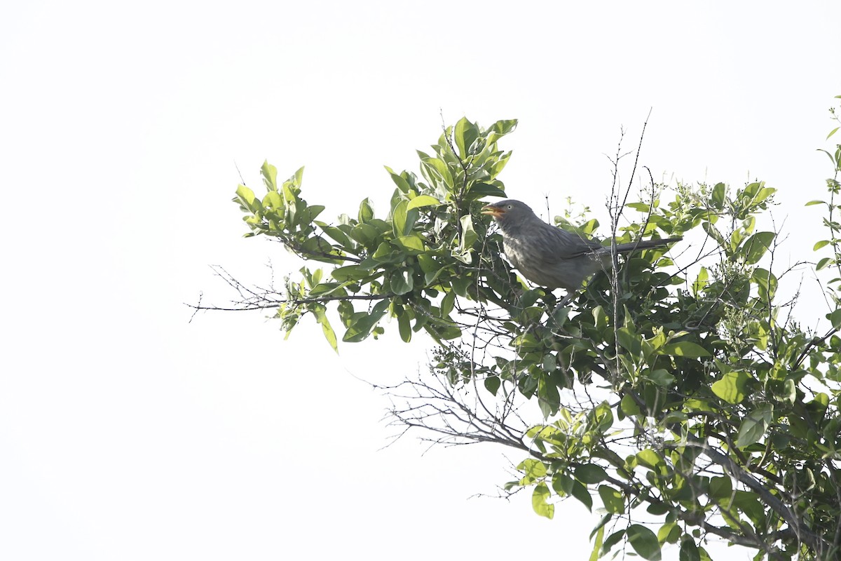 Jungle Babbler - ML623985847