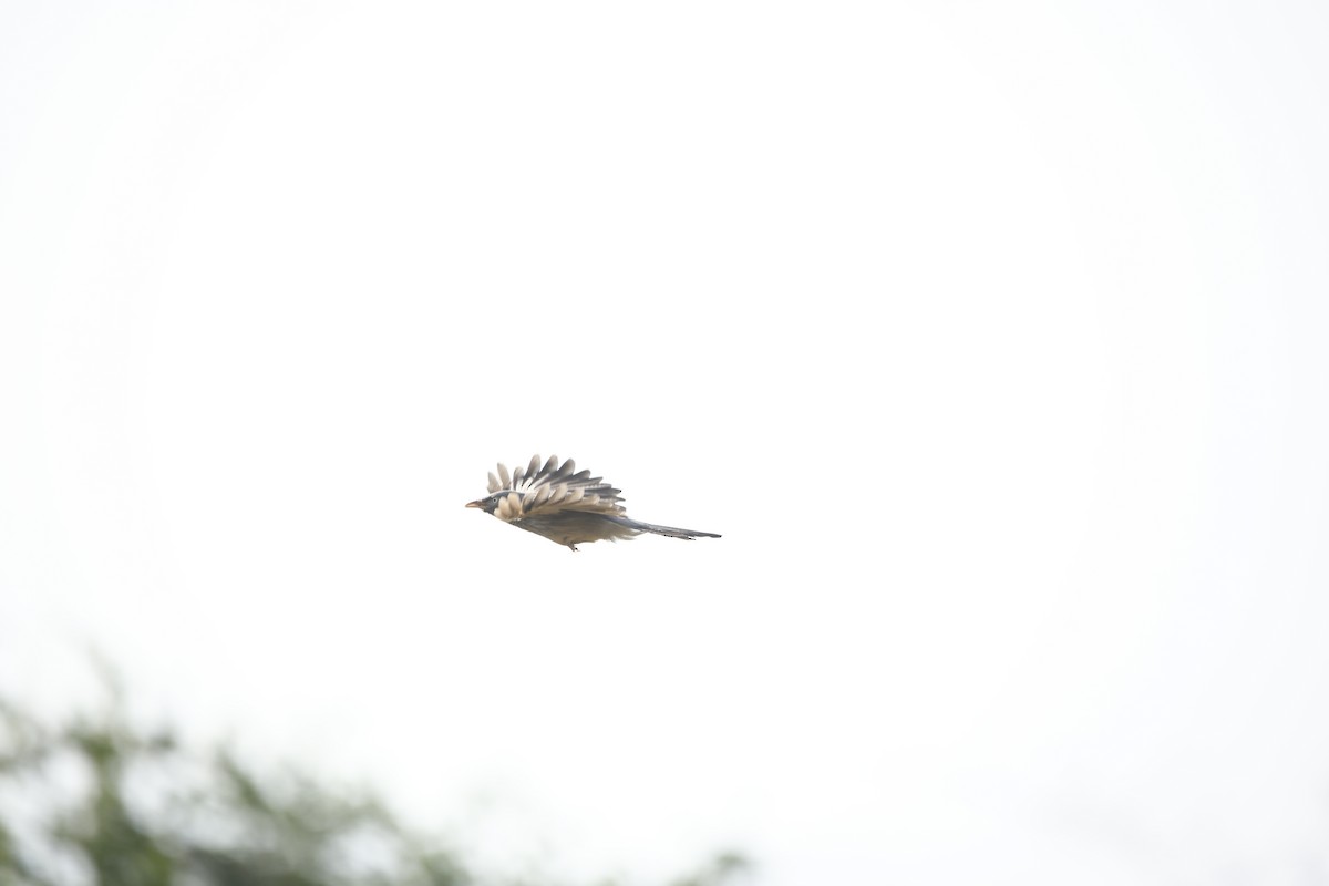 Jungle Babbler - ML623985849