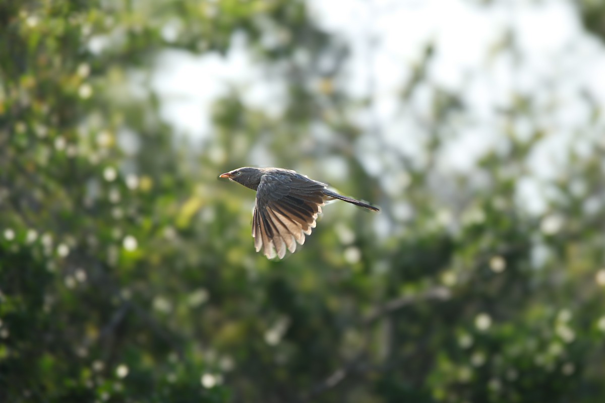 Jungle Babbler - ML623985852