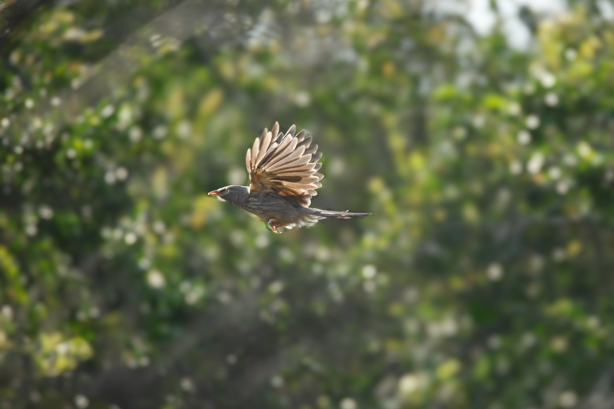 Jungle Babbler - ML623985853