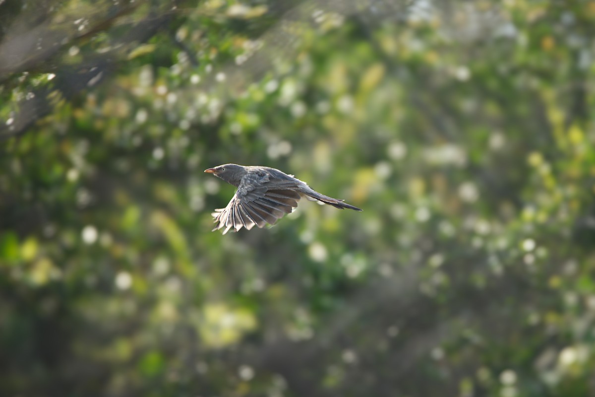 Jungle Babbler - ML623985854