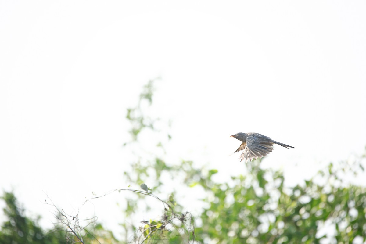 Jungle Babbler - Teja Yantrapalli