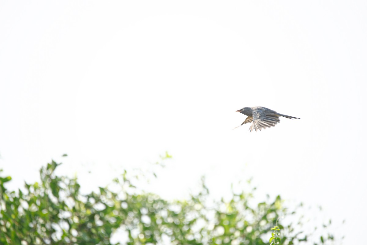 Jungle Babbler - ML623985857