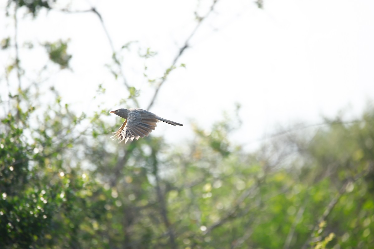 Jungle Babbler - ML623985859