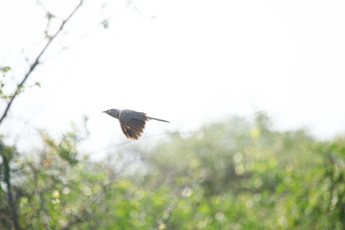 Jungle Babbler - Teja Yantrapalli