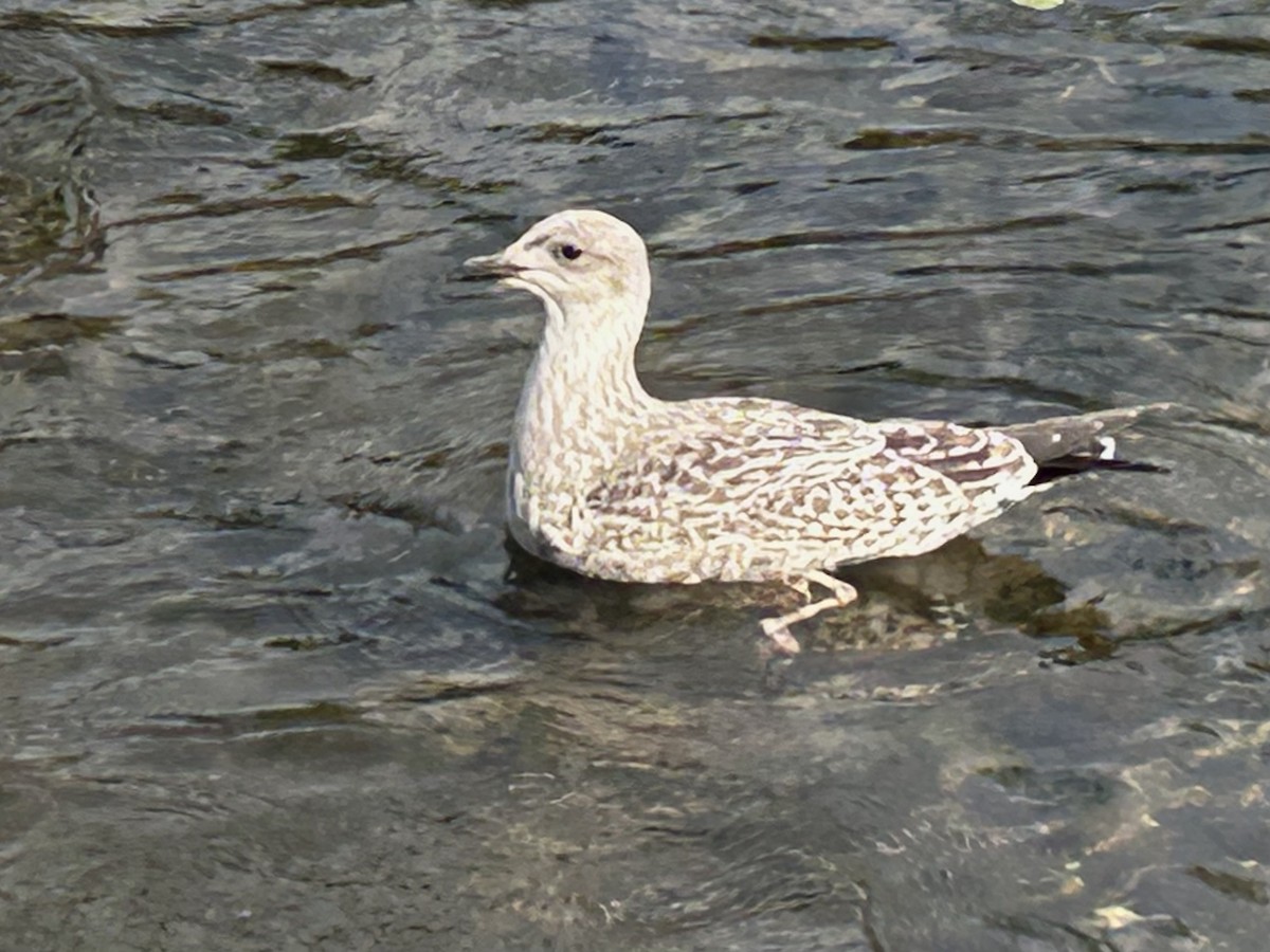 セグロカモメ（argentatus／argenteus） - ML623985863