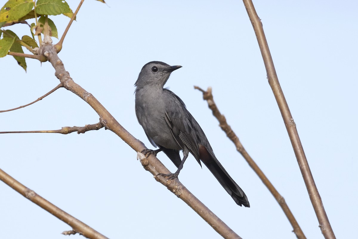 Gray Catbird - ML623985864