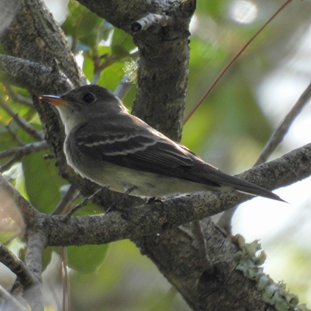 Ebird Checklist - 21 Sep 2024 - Frenchman's Forest Nature Preserve - 23 