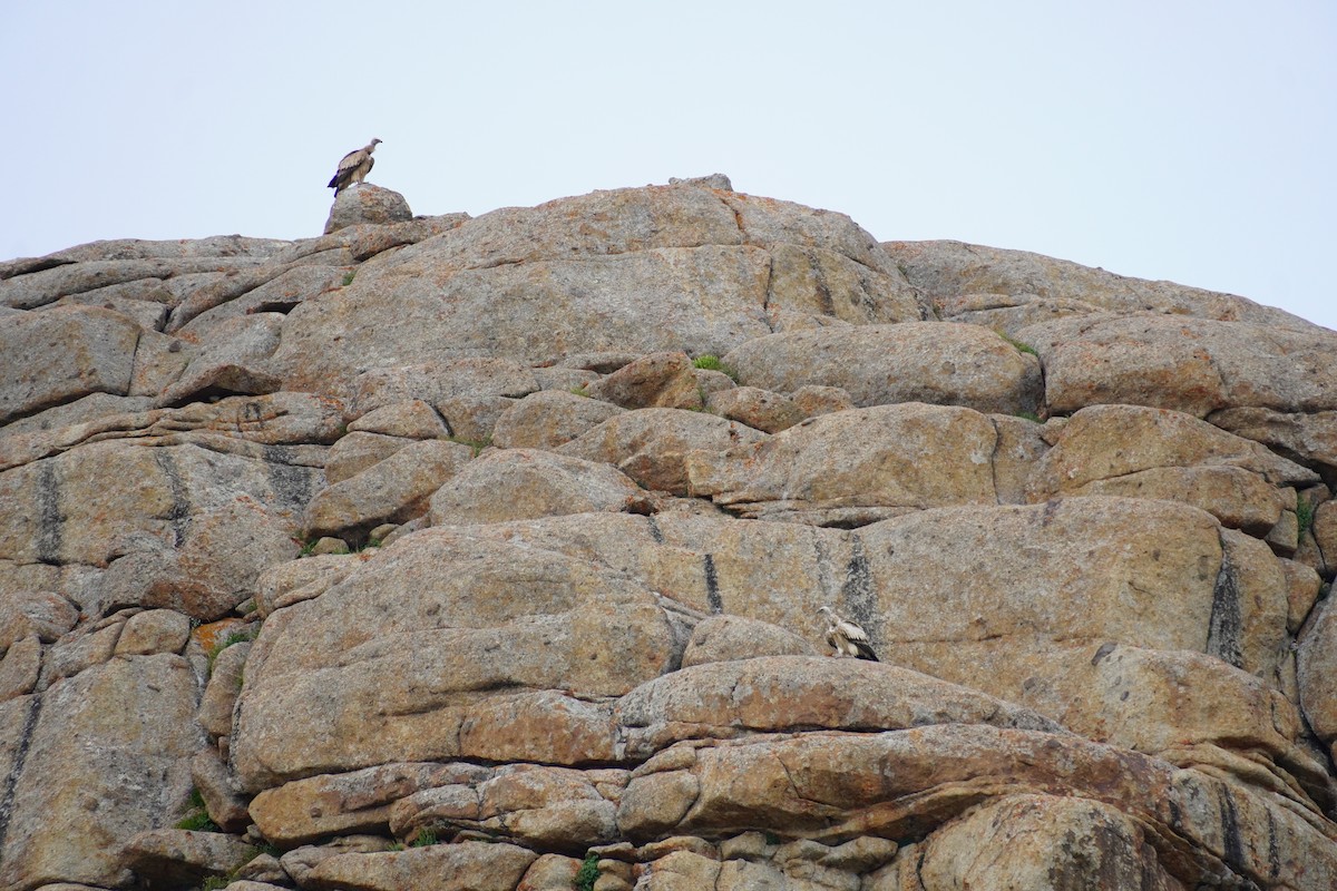 Himalayan Griffon - Nadège Langet