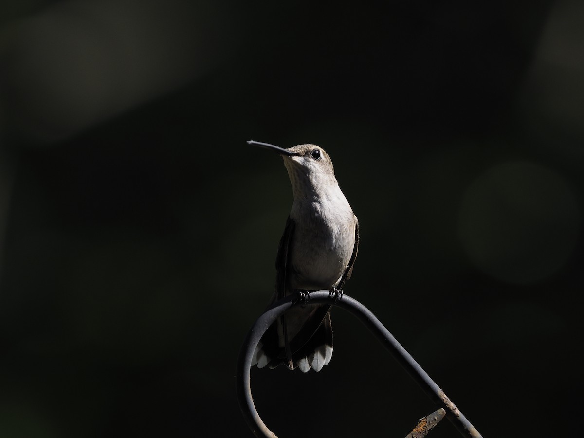 Ruby-throated Hummingbird - ML623985889